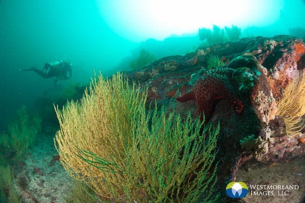 Wide Angle Closeup Underwater Photography