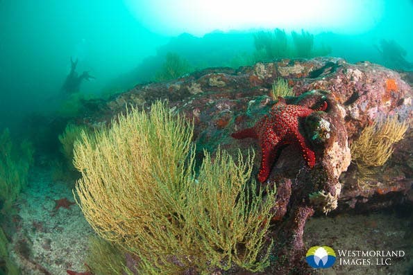 Wide Angle Closeup Underwater Photography