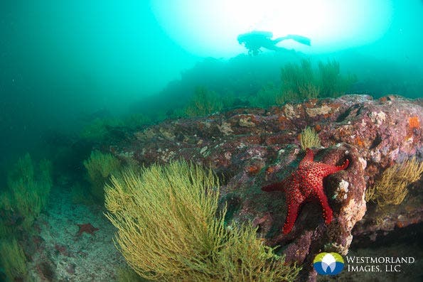 Wide Angle Closeup Underwater Photography