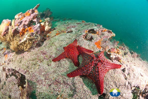 Wide Angle Closeup Underwater Photography
