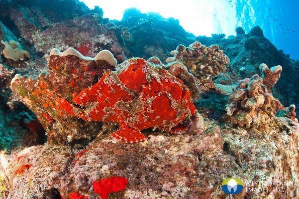 Wide Angle Closeup Underwater Photography