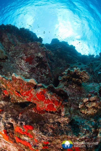 Wide Angle Closeup Underwater Photography