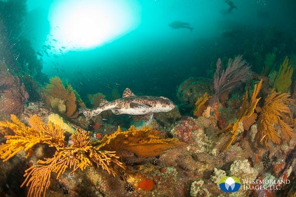 Wide Angle Closeup Underwater Photography