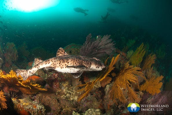 Wide Angle Closeup Underwater Photography