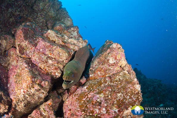 Wide Angle Closeup Underwater Photography