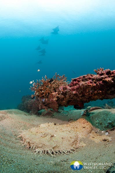 Wide Angle Closeup Underwater Photography