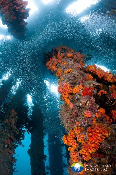 Wide Angle Closeup Underwater Photography