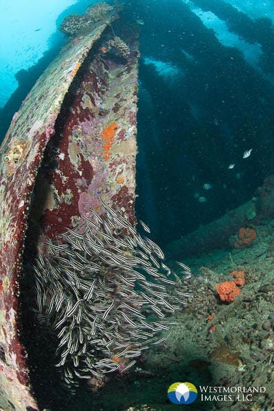 Wide Angle Closeup Underwater Photography