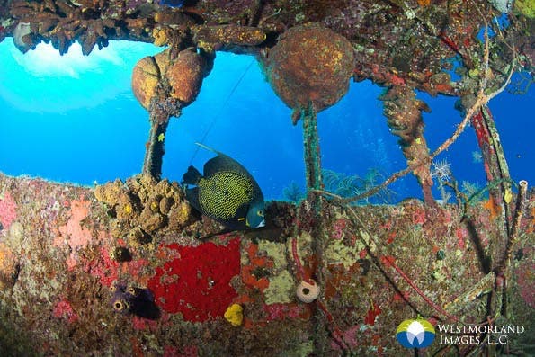 Wide Angle Closeup Underwater Photography