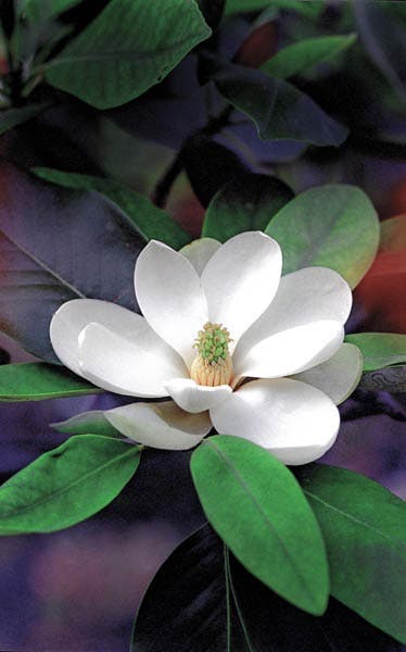 flower lighting techniques for macro photography sample photo