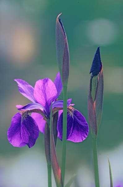 flower lighting techniques for macro photography sample photo