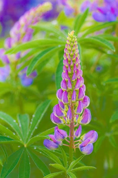 flower lighting techniques for macro photography sample photo