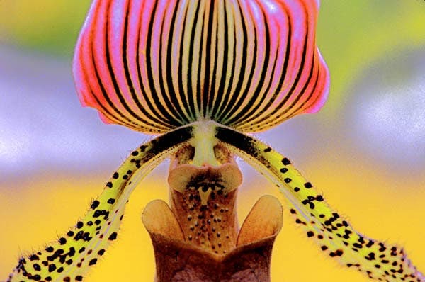 flower lighting techniques for macro photography sample photo