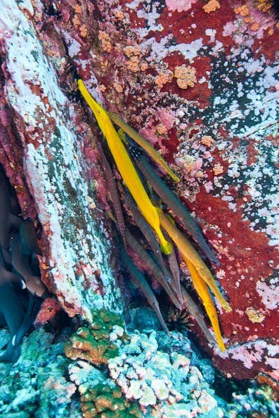 Underwater Photography Composition tips