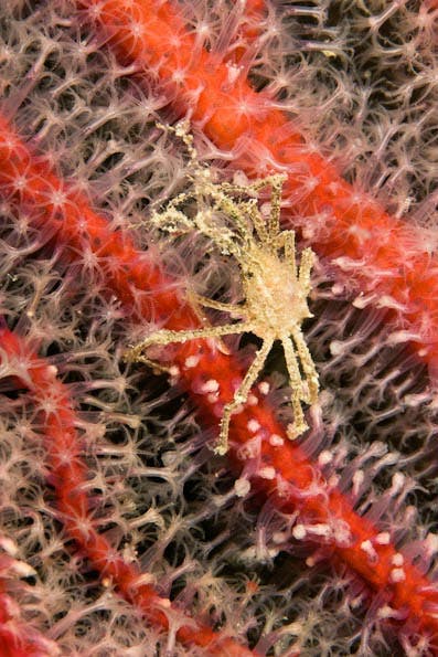 Underwater Photography Composition tips
