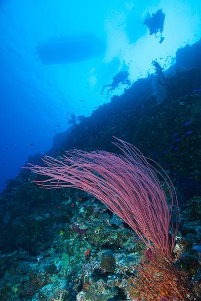 Underwater Photography Composition tips