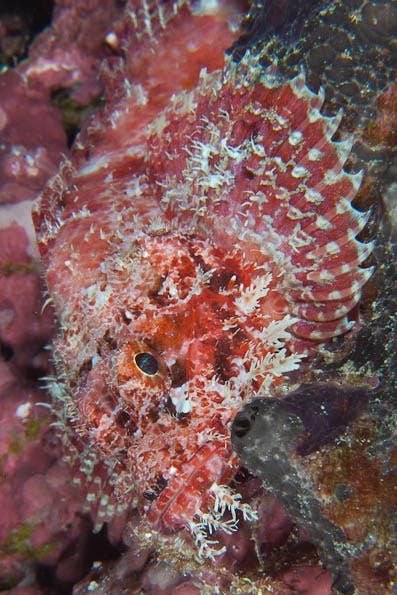 Underwater Photography Composition tips