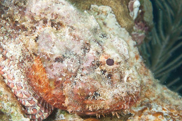 Underwater Composition