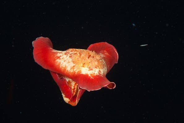 Underwater Photography Composition