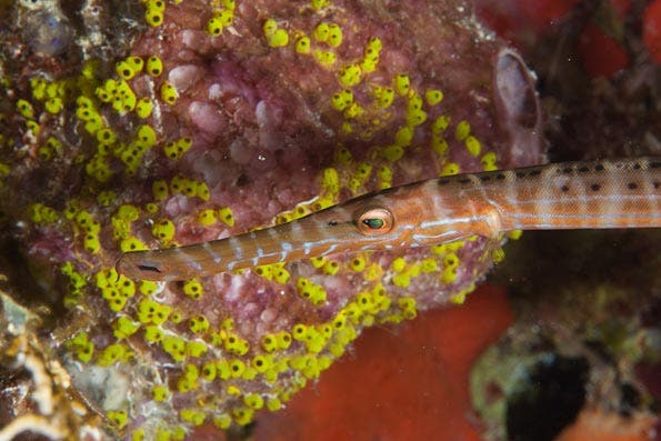 Underwater Photography Composition