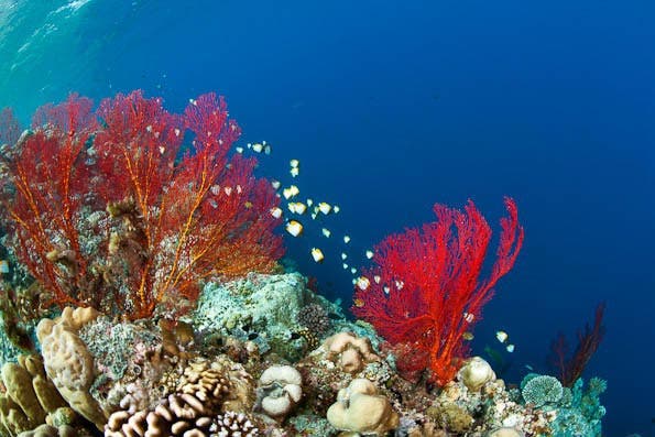 Underwater Photography Composition