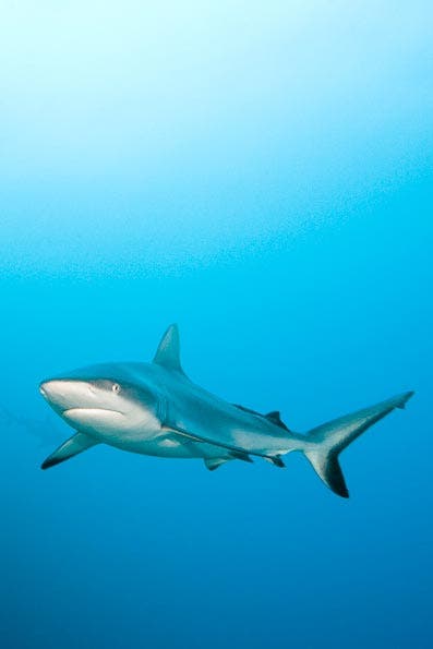 Underwater Photography Composition