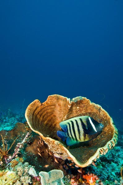 Underwater Photography Composition