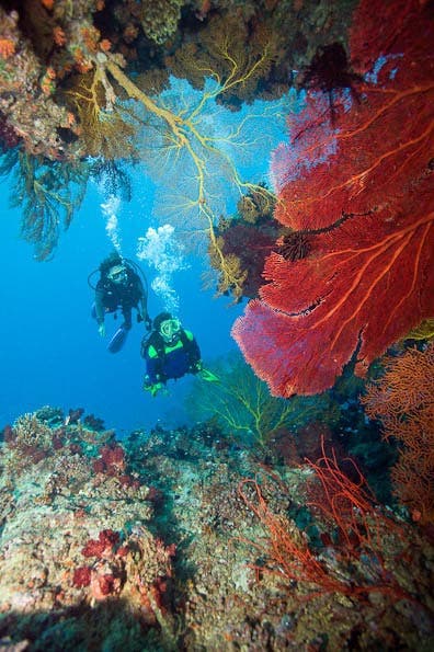 Underwater Photography Composition