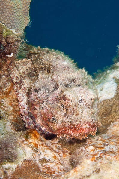 Underwater Photography Composition