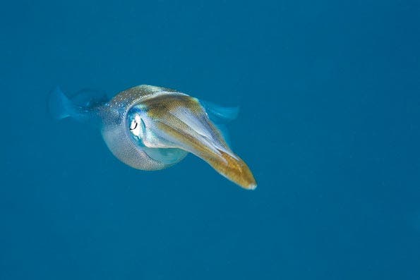 Underwater Photography Composition
