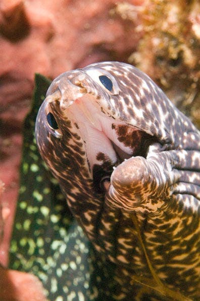 Underwater Photography Composition