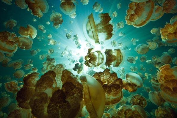 Underwater Photography Composition