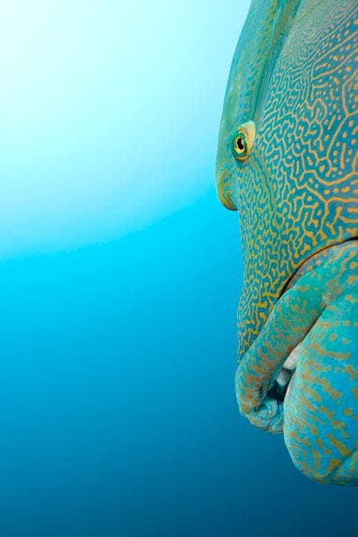 Underwater Photography Composition