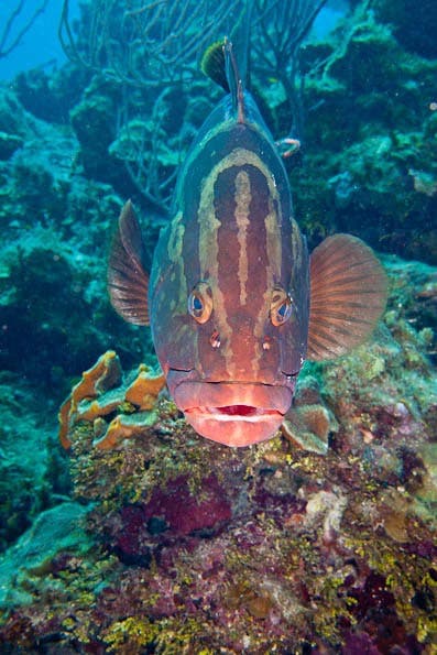 Underwater Photography Composition