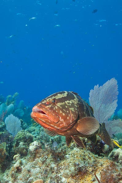 Underwater Photography Composition