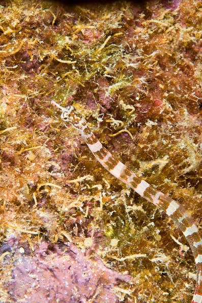 Underwater Photography Composition