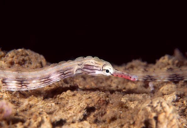 Underwater Photography Composition