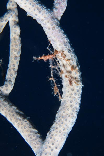 Underwater Photography Composition