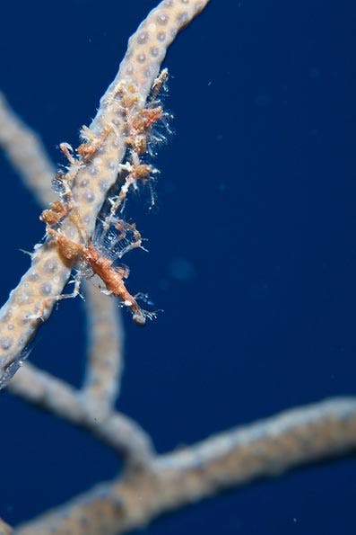 Underwater Photography Composition