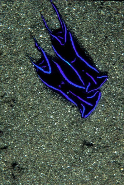 Underwater Photography Composition