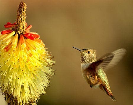 Digital SLR stop action hummingbird photo