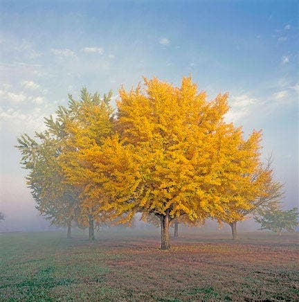 autumn leaves photography tips