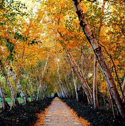 autumn leaves photography tips