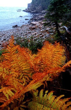 autumn leaves photography tips
