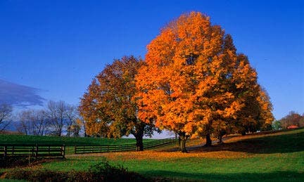autumn leaves photography tips