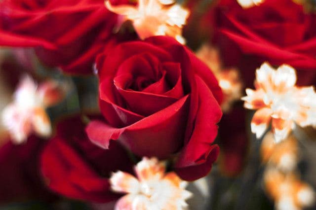 02-Florals-f1.8-30-bokeh.jpg