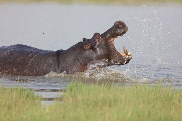 hippopotamus wildlife photography