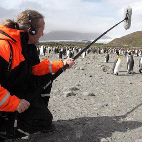 man shotgun microphone filming penguins