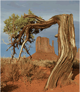 tree.png
