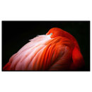 Apple Pro Display XDR: Picture 1 regular
